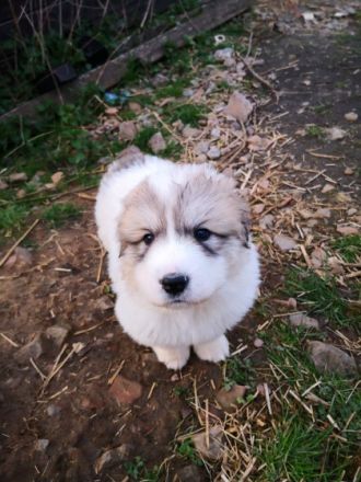 Aus dem Erstwurf unserer Junghündin sind 2 Hündinnen