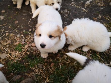 Aus dem Erstwurf unserer Junghündin sind 2 Hündinnen