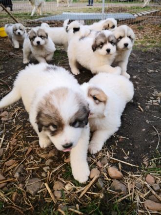 Aus dem Erstwurf unserer Junghündin sind 2 Hündinnen