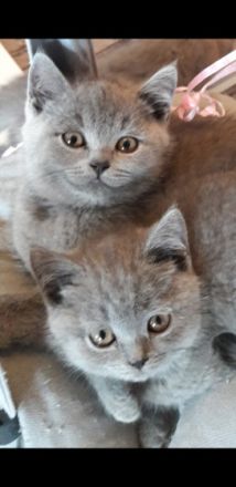 Mitte Februar sind unsere bezaubernden, reinrassigen