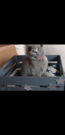 Mitte Februar sind unsere bezaubernden, reinrassigen