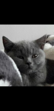 Mitte Februar sind unsere bezaubernden, reinrassigen