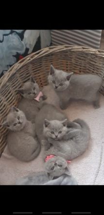 Mitte Februar sind unsere bezaubernden, reinrassigen