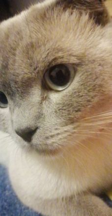 Luna, Schweren Herzens müssen wir uns von unserer 2