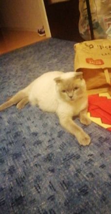 Luna, Schweren Herzens müssen wir uns von unserer 2