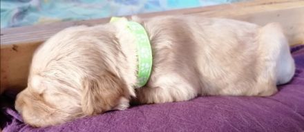 Prächtige Goldendoodle mit Papieren Aktuell haben wir