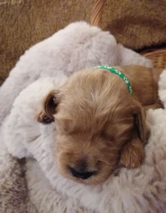 Prächtige Goldendoodle mit Papieren Aktuell haben wir
