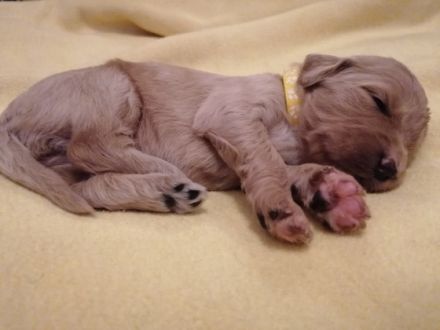 Prächtige Goldendoodle mit Papieren Aktuell haben wir