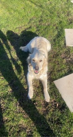 Prächtige Goldendoodle mit Papieren Aktuell haben wir