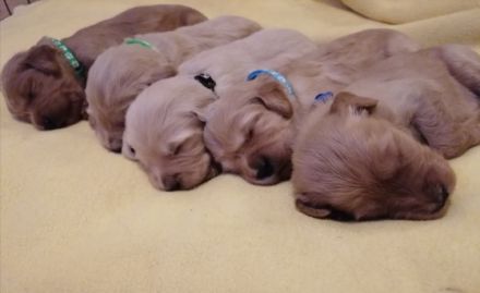 Prächtige Goldendoodle mit Papieren Aktuell haben wir