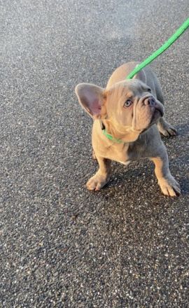 Mein süßer Wunder schöner Isabella tan mit Cocoa Rüde