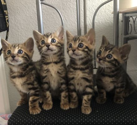 Aus einer traumhaften Verpaarung sind aus unserem