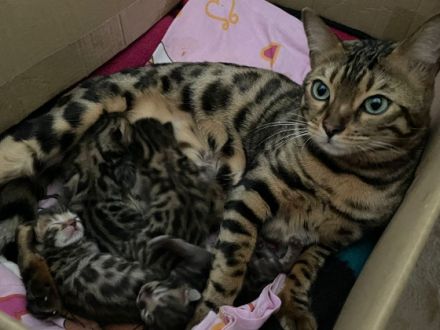 Aus einer traumhaften Verpaarung sind aus unserem