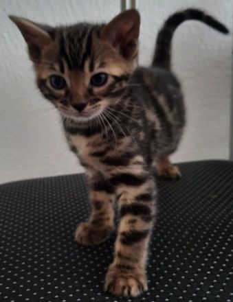 Aus einer traumhaften Verpaarung sind aus unserem