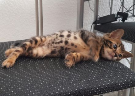 Aus einer traumhaften Verpaarung sind aus unserem