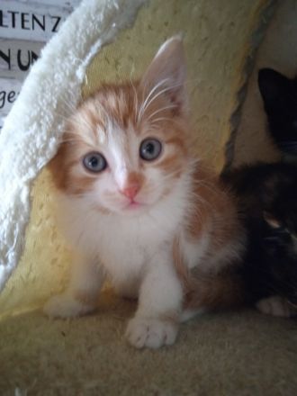 Hallo,wir haben 2 Jungen schwarz-weiß Kitten,sie