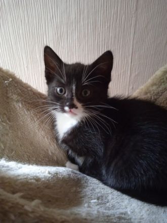 Hallo,wir haben 2 Jungen schwarz-weiß Kitten,sie