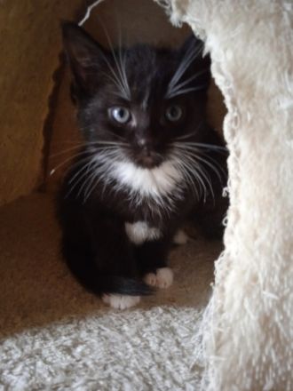 Hallo,wir haben 2 Jungen schwarz-weiß Kitten,sie