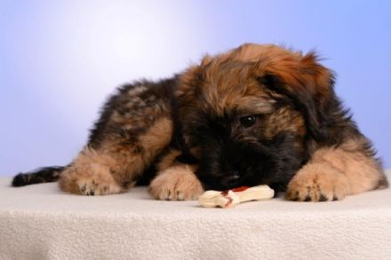Der Cao da Serra de Aires ist ein intellegenter