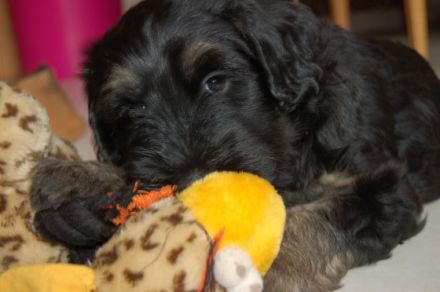 Der Cao da Serra de Aires ist ein intellegenter