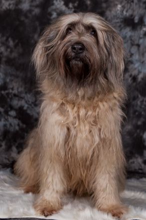 Der Cao da Serra de Aires ist ein intellegenter