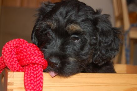 Der Cao da Serra de Aires ist ein intellegenter
