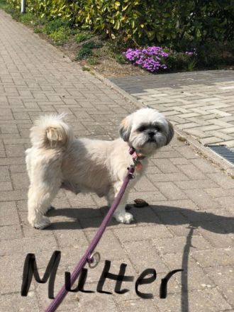 Unsere Hündin hat am 29.3.2022 7 zuckersüße und