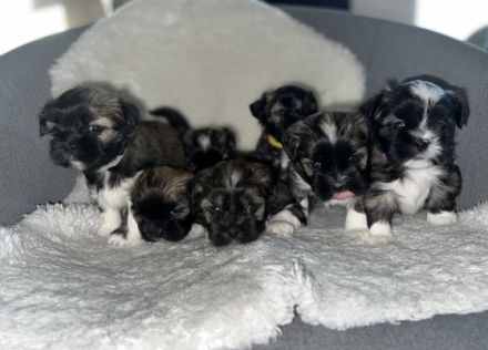 Unsere Hündin hat am 29.3.2022 7 zuckersüße und