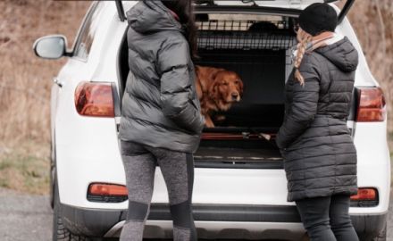 Bunte Hunde - Training & Verhaltenstherapie