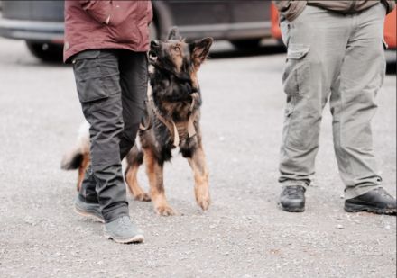 Bunte Hunde Training & Verhaltenstherapie