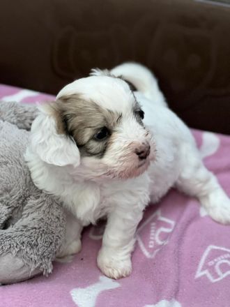 Hallo liebe Hundefreunde, wir sind 7 Coton de Tuléar