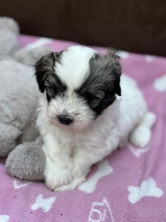 Hallo liebe Hundefreunde, wir sind 7 Coton de Tuléar