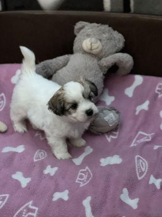 Hallo liebe Hundefreunde, wir sind 7 Coton de Tuléar