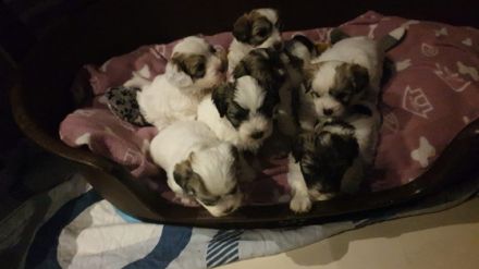 Hallo liebe Hundefreunde, wir sind 7 Coton de Tuléar