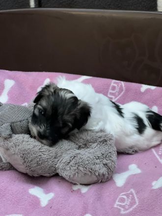 Hallo liebe Hundefreunde, wir sind 7 Coton de Tuléar