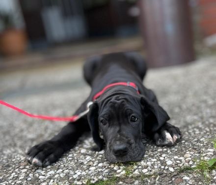 Ich besitze seit 22 Jahren Deutsche Doggen und züchte