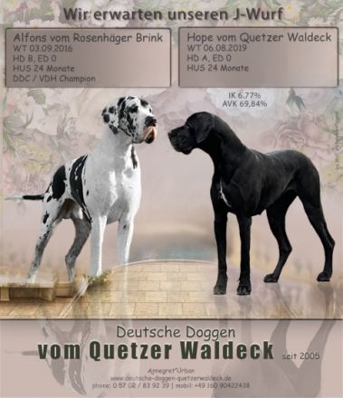 Ich besitze seit 22 Jahren Deutsche Doggen und züchte