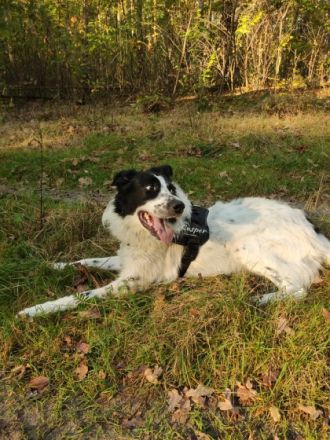 Casper ist ein 2-jähriger Border Collie Mix Er ist