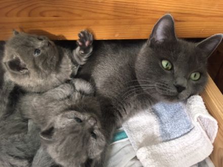 Hallo liebe Katzenfreunde, Unsere süsse Katzenmama