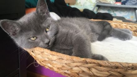 Hallo liebe Katzenfreunde, Unsere süsse Katzenmama