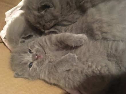 Hallo liebe Katzenfreunde, Unsere süsse Katzenmama