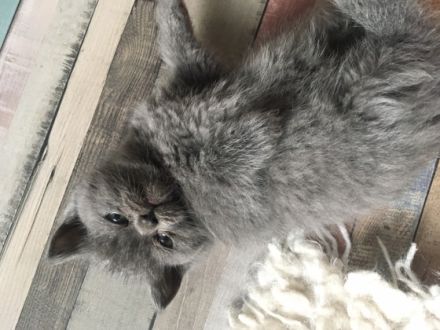 Hallo liebe Katzenfreunde, Unsere süsse Katzenmama