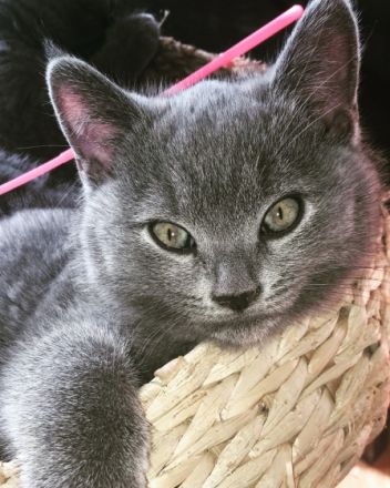 Hallo liebe Katzenfreunde, Unsere süsse Katzenmama