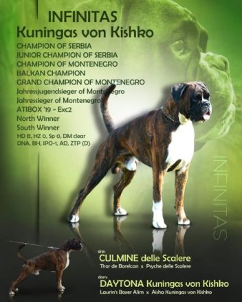 HERA del Ponte Bianco Welpen von überlegener Herkunft.