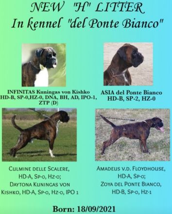 HERA del Ponte Bianco Welpen von überlegener Herkunft.