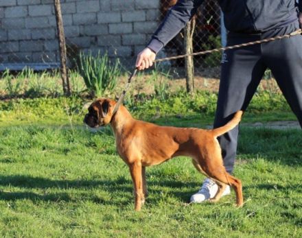 HERA del Ponte Bianco Welpen von überlegener Herkunft.