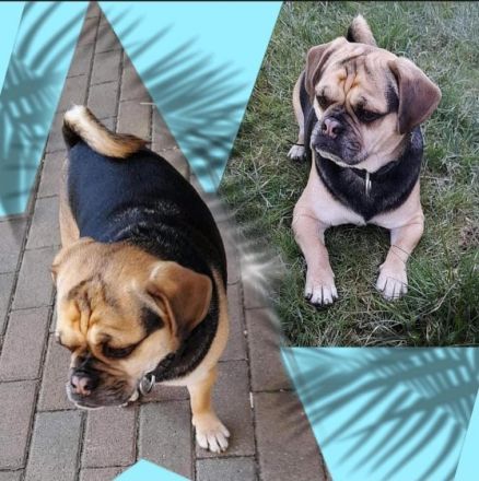 Unkas, Zuckerschnute sucht Honigtopf auf Lebenszeit!