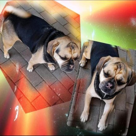 Unkas, Zuckerschnute sucht Honigtopf auf Lebenszeit!