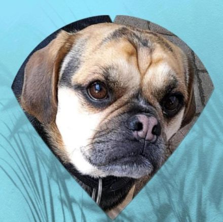 Unkas, Zuckerschnute sucht Honigtopf auf Lebenszeit!