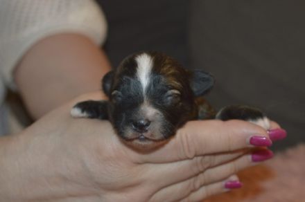 Da es sich um Bicon Rassen handelt : haaren nicht, kein